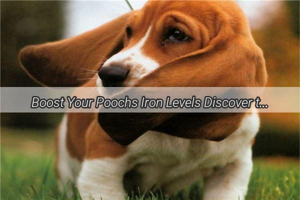 Boost Your Poochs Iron Levels Discover the Ultimate Diet for Healthy Dogs